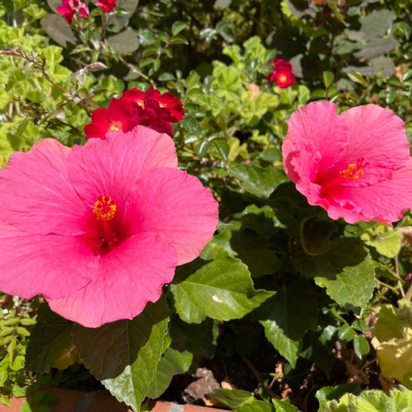 Meet your Posher, T - Picture 9 of 10